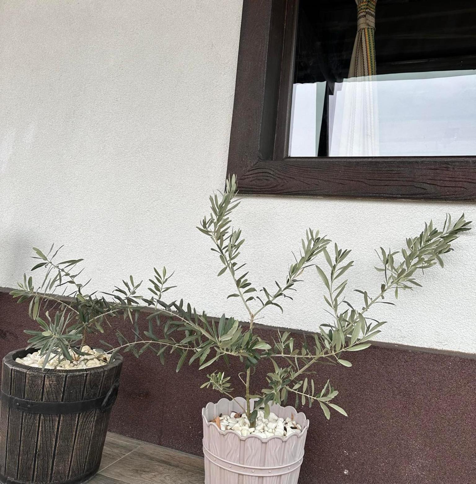 Бялата Къща Hotel Chakalarovo Luaran gambar